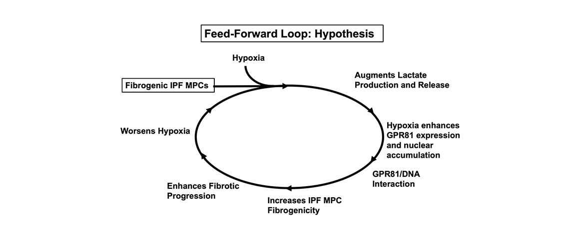 schematic of the forward-feed loop in the development of Idiopathic Pulmonary Fibrosis 